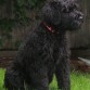 BKLACKY SOLO TIENE 5 MESE, Y ES UNA GRAN TERRIER RUSO NEGRO, PERO NO FIGURA EN VUESTRA CLASIFICACION